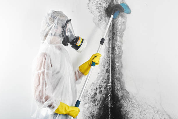Best Industrial Mold Remediation  in Harper Woods, MI